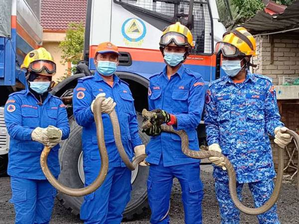 Nik Mohd Nor (dua dari kiri) bersama anggotanya menunjukkan sebahagian daripada ular tedung selar yang berjaya ditangkap anggota APM Pasir Puteh.