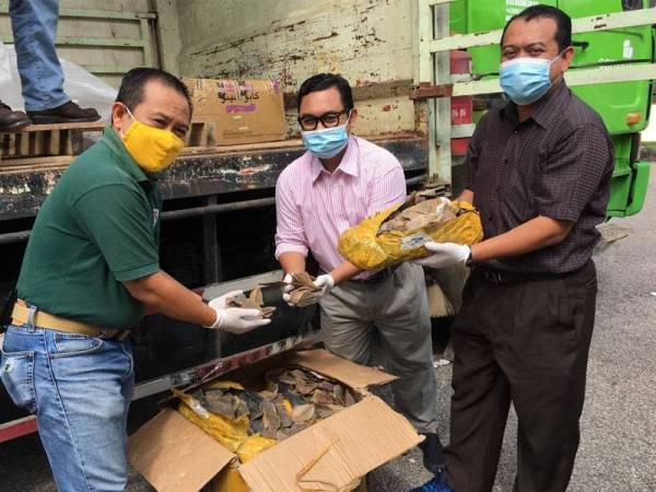 Perhilitan melupuskan sisik tenggiling seberat 2,058kg bernilai RM25.3 juta di Pusat Kualiti Alam, Seremban, Negeri Sembilan Khamis lalu.