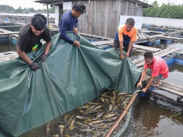 Para pekerja kelihatan sedang memindahkan kerapu hibrid untuk dipindahkan ke dalam kolam tangki. Foto Bernama