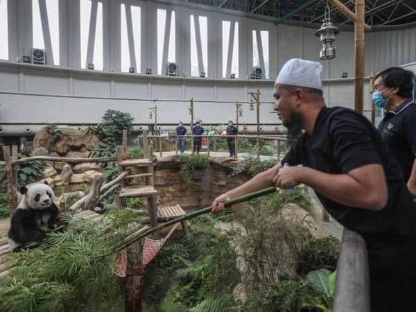 Ebit Lew memberikan makanan kepada panda di Zoo Negara hari ini.