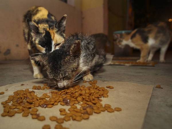 Geng keluar malamu0027 bantu kucing jalanan