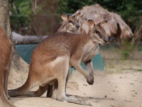 Yapeim Lancar Tabung Bantuan Pemuliharaan Zoo Negara