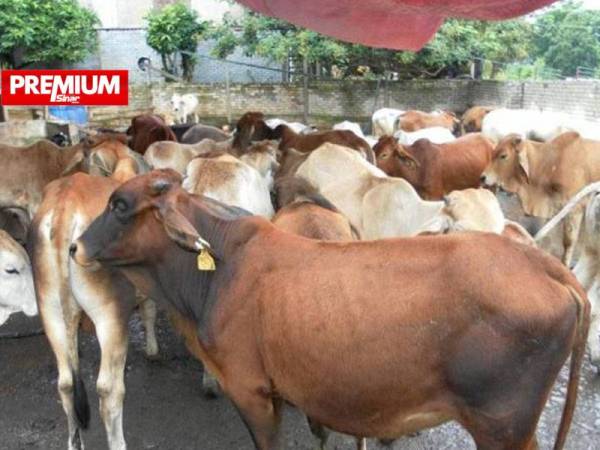 Haiwan ternakan yang telah dijangkiti bakteria di negara asal boleh tersebar ke negera pengimport dalam bentuk daging sejuk beku.