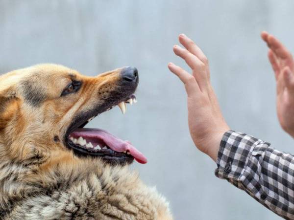 Jumlah keseluruhan kes rabies di Sarawak meningkat kepada 30 kes dengan 28 kematian sejak wabak rabies diisytiharkan di Sarawak pada 31 Julai 2017. (Gambar hiasan) - Foto 123RF