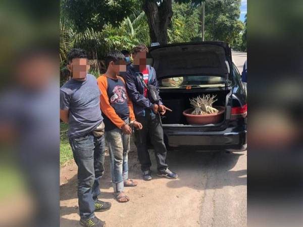 Tiga suspek ditahan bersama pokok bonsai yang dicuri di Paya Keladi, Kepala Batas semalam.