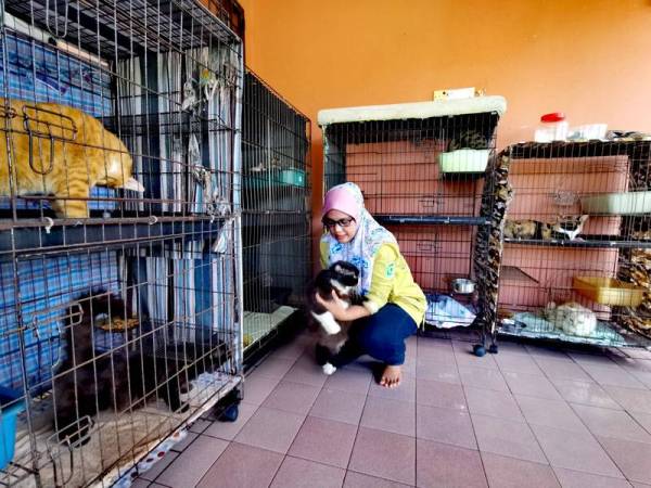 Rawat kucing jalanan dengan minuman herba