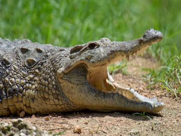 Jhl Sabah Pasang Perangkap Buaya Di Sungai Kampung Mengkabong