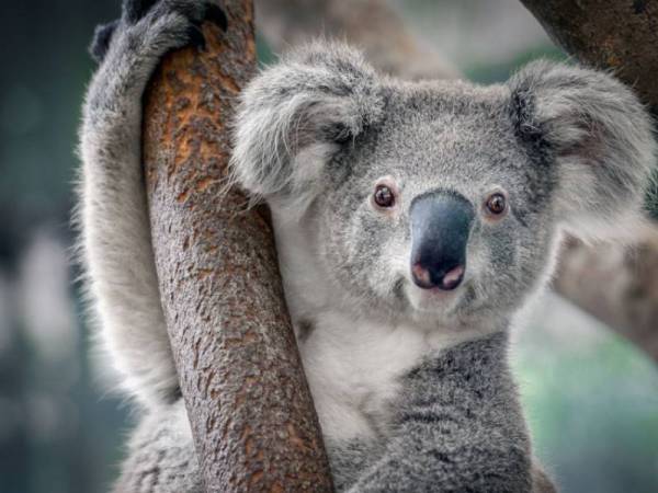 Koala.