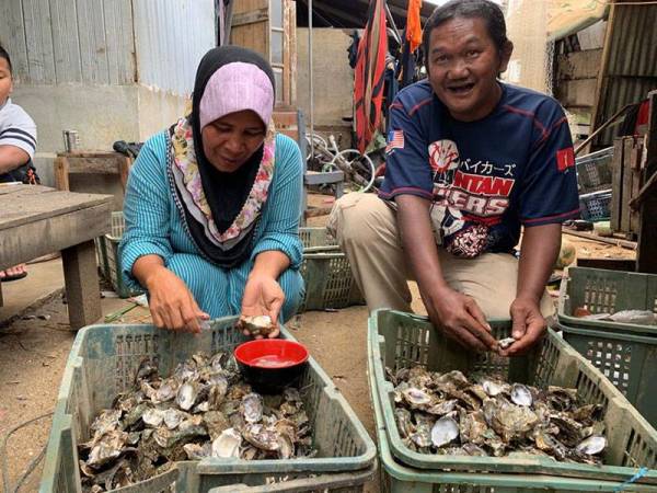 Mat Robi membantu isterinya, Roslina membersihkan tiram dan mengeluarkan isi tiram di rumahnya di Kampung Lapang Pari.