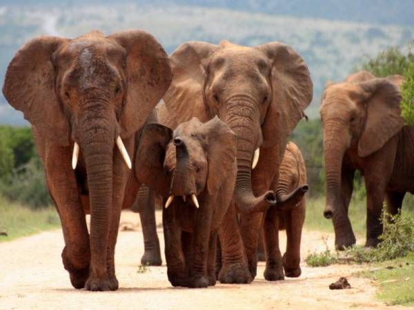 Perhilitan ambil pelbagai langkah melindungi sekurang-kurangnya 220 gajah di Kelantan yang kehidupan mereka semakin terancam akibat pembangunan. - Gambar hiasan 123RF