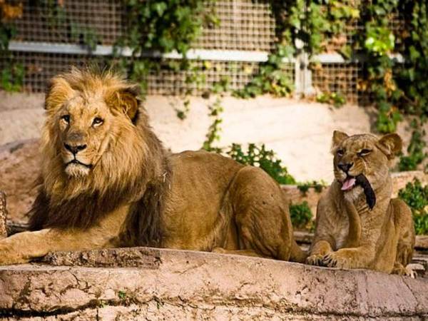 Empat ekor singa di Zoo Barcelona yang dikesan positif Covid-19. - Foto Daily Mail