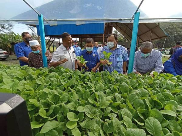 Eddin (lima kiri) bersama ADUN Seri Menanti, Datuk Abd Samad Ibrahim (empat dari kiri) ketika melihat penanaman sawi projek fertigasi sawi.