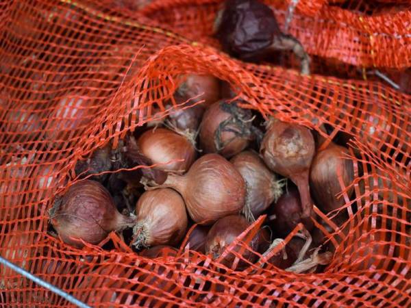 Bawang yang dibawa masuk dari Myanmar dirampas kerana tidak mempunyai sijil perakuan 3P.