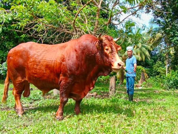 Jogho lembu sado dari baka 'Limousine'