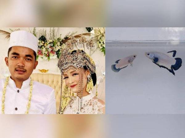 Perkahwinan Rizki dan Nita tular di laman sosial. Ikan betta kesayangan Rizki dijadikan mahar adalah jenis Blue Rim Thailand - Foto Tribun News