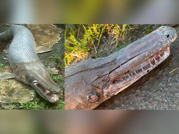 Seorang nelayan pantai di sini terkejut apabila menemui spesies ikan berkepala buaya di Perairan Sabak Bernam berhampiran Kampung Sungai Lang di sini hari ini.