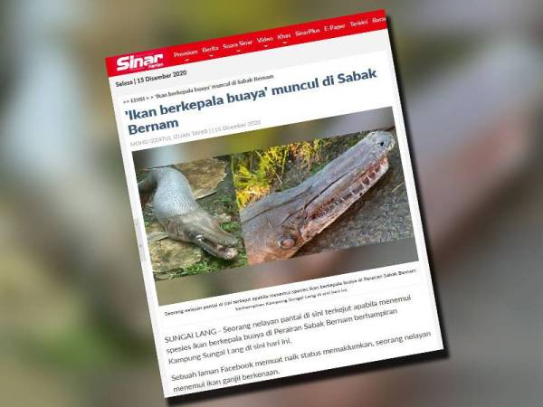 Keratan portal Sinar Harian berhubung penemuan spesies ikan berkepala buaya di perairan Sabak Bernam Ahad lalu.