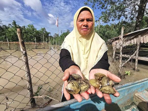 Zaharah menunjukkan lokan yang diternak berhampiran kawasan sungai di Kampung Jenang, Marang.