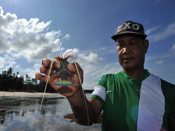 Penduduk Kampung Sapar Sabtu, 53, menunjukkan seekor anak udang kara yang diperolehi di pantai Kampung Sg Miri susulan air laut surut besar di sekitar pesisir pantai ketika tinjauan hari ini. - Foto Bernama - 