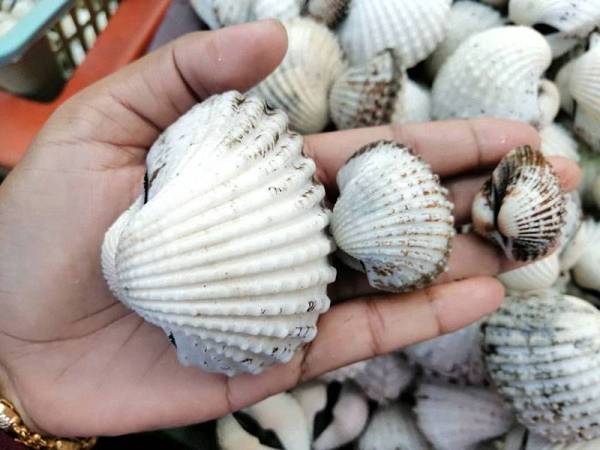 Kerang Gasi Juadah Istimewa Di Pantai Batu Buruk