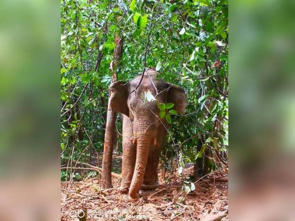 Gajah jantan liar yang berjaya ditangkap Perhilitan di Pasir Dula, Hulu Terengganu pada Selasa. - Foto Perhilitan