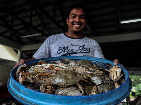 Peniagar hasil laut, Ahmad Shahril Rosli, 32, menunjukkan ketam segar yang dijual oleh nelayan kepadanya di Pasar Nelayan Sungai Batu, Teluk Kumbar di sini.