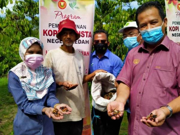 Azman menunjukkan biji kopi yang ditanam di ladang projek pembangunan Kopi Robusta di Kampung Bandar Hilir, Teloi, Sik hari ini.