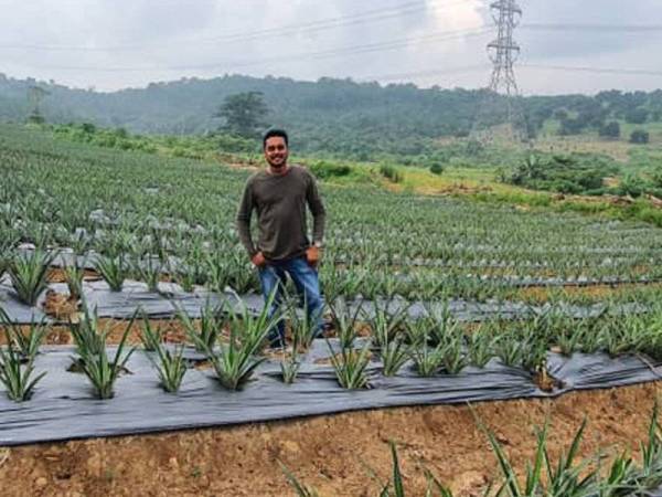 Alex memulakan penanaman nanas pertama di ladang di Bestari Jaya, Kuala Selangor pada awal Mac lalu.