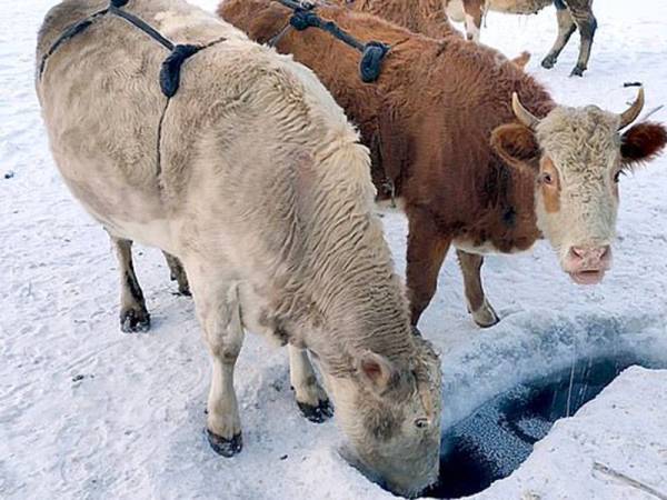 Lembu Pakai Bra Bulu Ketika Musim Sejuk