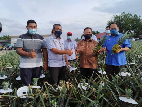 Ahmad (dua dari kanan) bersama Ahmad Maslan (kanan) dari Mohd Khairuzamri (dua dari kiri) ketika meninjau tanaman nanas di Kampung Parit Panjang Ayer Baloi, Pontian pada Khamis. 