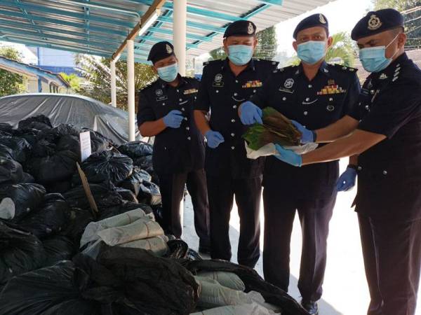 Zulkifli (dua dari kanan) menunjukkan daun ketum yang diisi dalam bungkusan plastik, hasil pemeriksaan ke atas sebuah lori, Ahad lalu.