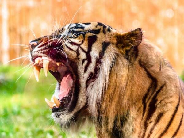 Serangan harimau yang semakin kerap di ladang Felda Kerteh 4 sejak akhir-akhir ini menyebabkan 30 peneroka yang menternak lembu di kawasan itu mengalami kerugian lebih RM150,000 sepanjang tahun ini. - Foto 123RF