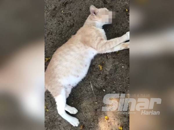 Pukul Kucing Bunting Hingga Mati Kerana Berak Depan Rumah