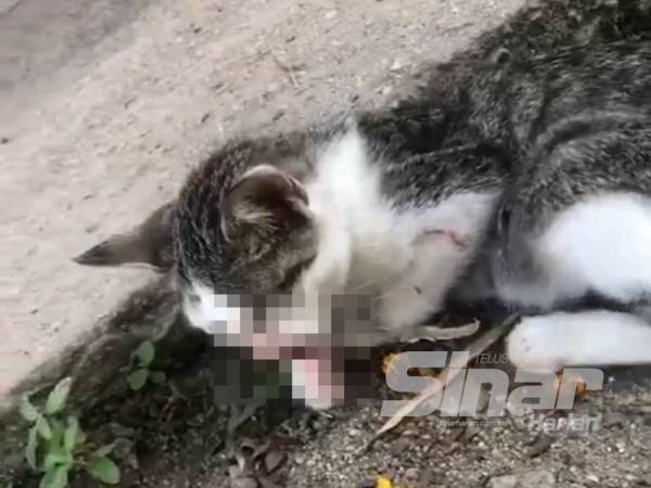 Pukul kucing bunting hingga mati kerana berak depan rumah