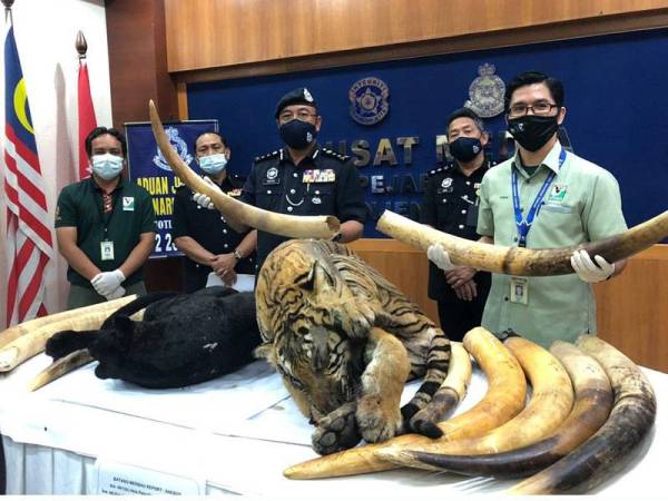 Pak belang harimau  kumbang  tanpa organ dalaman