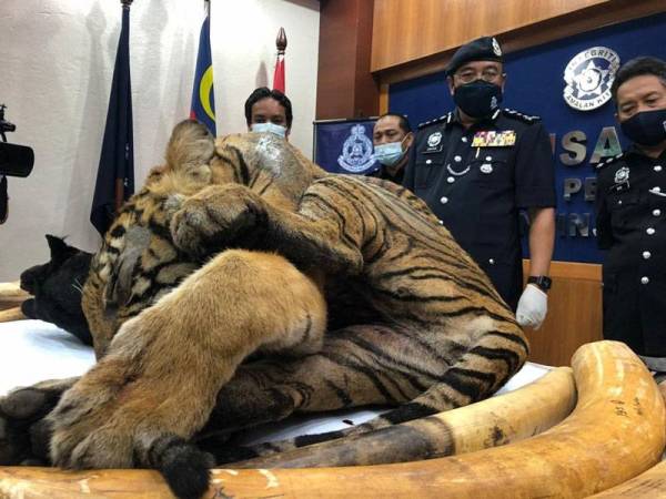 Pak Belang Harimau Kumbang Tanpa Organ Dalaman