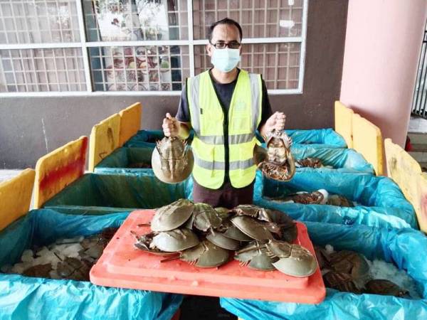 Pegawai Maqis menunjukkan belangkas yang disembunyikan dalam tong ikan. - Foto ihsan Maqis