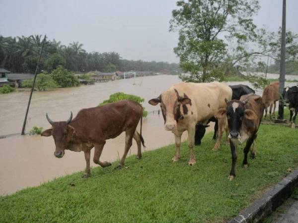 Kelihatan beberapa ekor lembu ternakan penduduk Kampung Sepakat Baru, Johor Bahru, berkeliaran di kawasan yang lebih tinggi apabila kampung itu mula dinaiki air ketika tinjauan semalam. - Foto Bernama