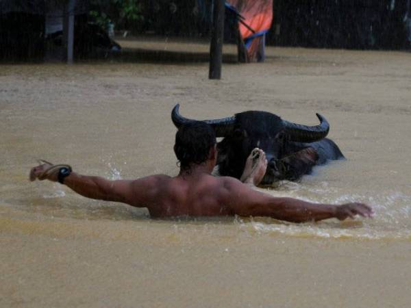 Penternak Kerbau, Mohd Idrus Sulaiman, 47, berusaha menyelamatkan kerbau ternakannya selepas kandang haiwan berkenaan ditenggelami banjir berikutan hujan lebat ketika tinjauan di Kampung Belimbing, Jongok Batu, Dungun, hari ini.  - Foto Bernama