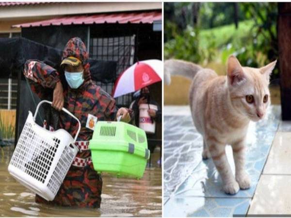 Anggota Bomba dan Penyelamat Kuala Krai bantu memindahkan kucing tersebut mengharungi air separas pinggang. Foto Bernama