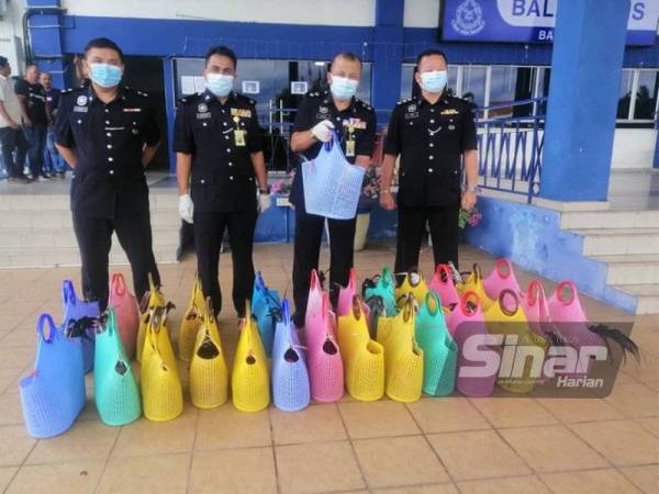 Mazuki (dua dari, kanan) menunjukkan ayam sabung yang berjaya dirampas hasil serbuan di sebuah ladang kelapa sawit di Changkat Lobak, Alor Pongsu pada Ahad.