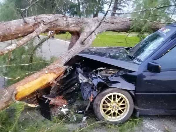 Tiga cedera kereta dinaiki dihempap pokok