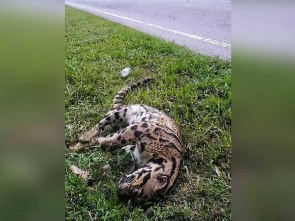 Bangkai harimau dahan ditemui mati di tepi jalan oleh Perhilitan Perak pada Khamis. - Foto: Ihsan pembaca