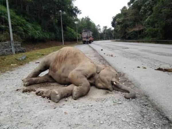 Anak gajah yang ditemui mati di KM11 Jalan Raya Timur Barat (JRTB) Gerik-Jeli pada awal pagi Ahad dipercayai dilanggar kenderaan berat.