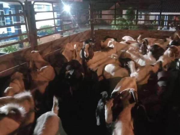 Kambing-kambing bernilai RM48,000 dipercayai diseludup dari negara Thailand untuk pasaran tempatan di Kelantan dan luar negeri ini.