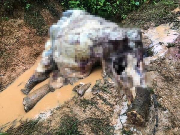 Bangkai gajah Pygmy Borneo ditemui dalam keadaan anggota badan terpisah dan kulit dilapah di sebuah ladang kelapa sawit berhampiran Kampung Imbak, Tongod pada Rabu.