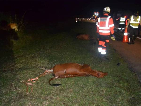 Petugas lebuh raya mengalihkan bangkai lembu ke bahu lebuh raya untuk keselamatan pengguna. Foto: Ihsan Polis