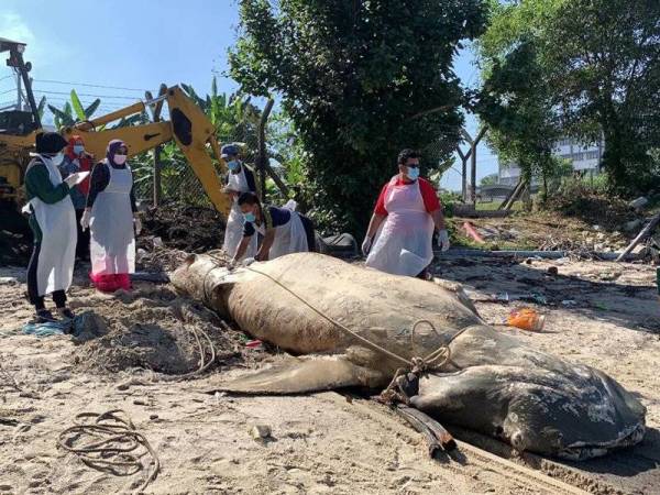 Ikan yu paus dipercayai mati sejak empat hari lalu namun, punca sebenar kematian masih dalam siasatan. Foto Ihsan pembaca