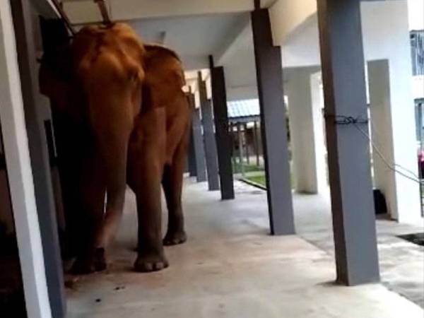 Tangkap layar daripada video kelihatan gajah menceroboh kawasan Sekolah Kebangsaan (SK) RPS Kemar, Gerik untuk mencari makanan baru-baru ini.