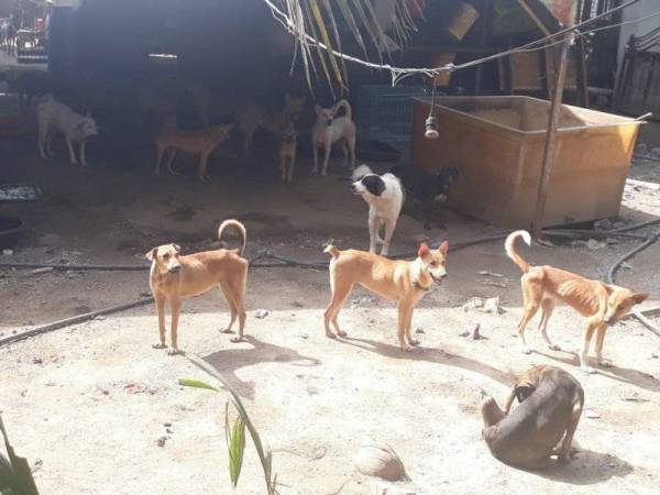 Pening fikir kediaman baharu 400 anjing, 180 kucing